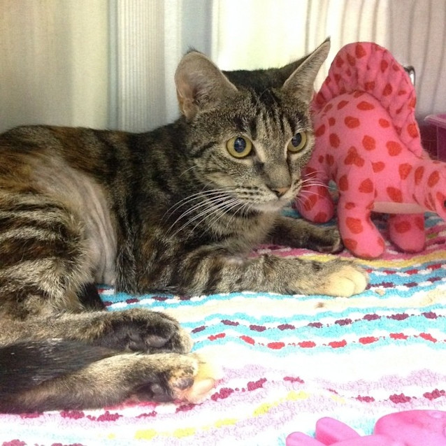 Photo of Nala