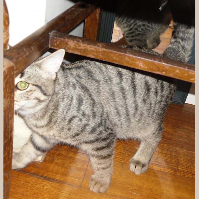 Photo of Nugget