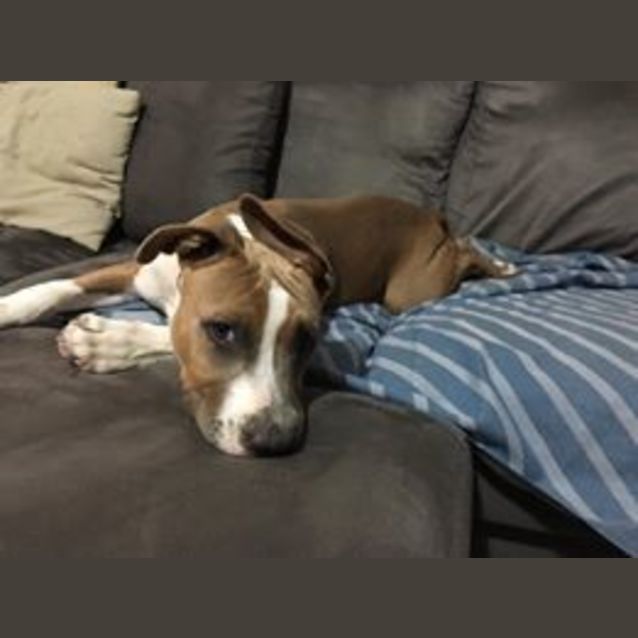 Photo of Brutus