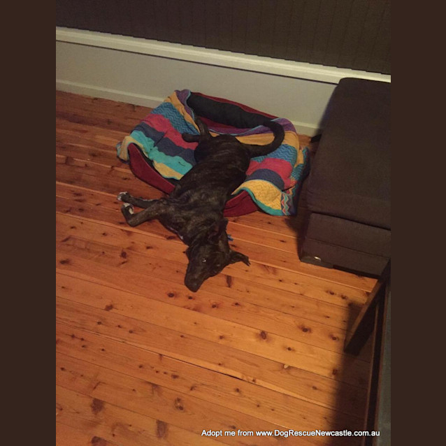Photo of Sebastian ~ Labrador X, 1yo On Trial 3/06/16