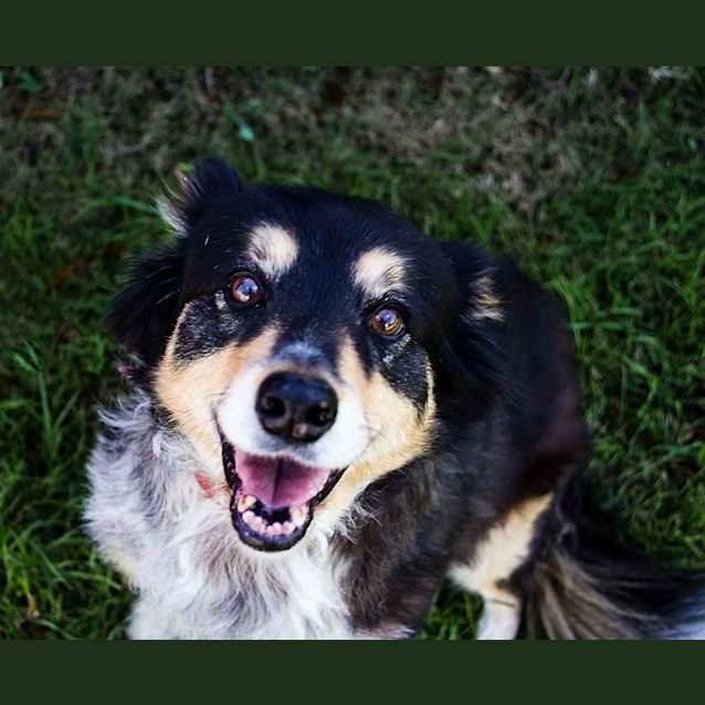 Photo of Lilly ~ 12yo Border Collie X (On Trial 14/06/16)