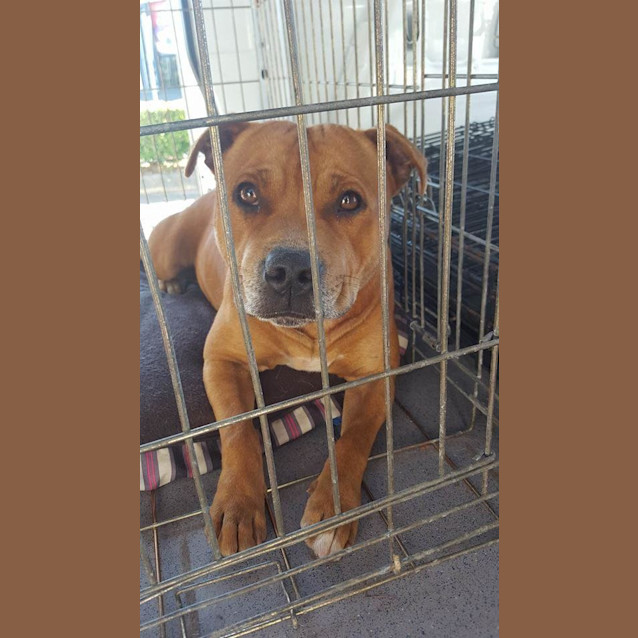 Photo of Brock (Adoption Pending)