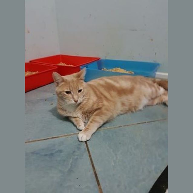 Photo of Maconna @ The Pet House Erina