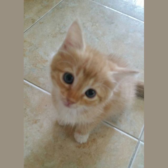 Photo of Honey    
