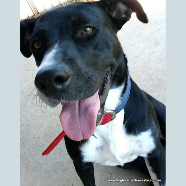 Photo of Iris ~ 2yo Staffy X (On Trial 11/5/16)