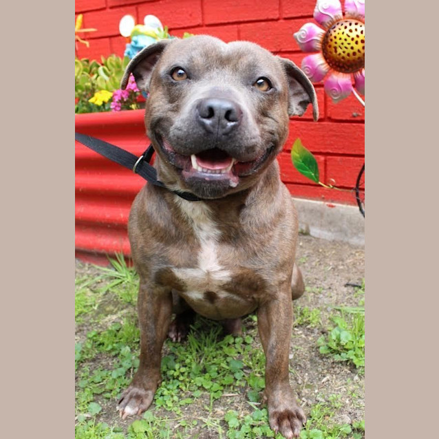 Photo of Brutus