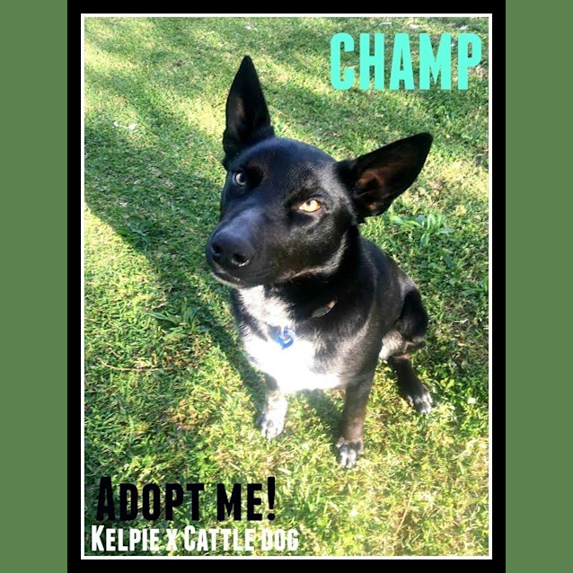 Photo of Champ ~ Kelpie X Cattle Dog