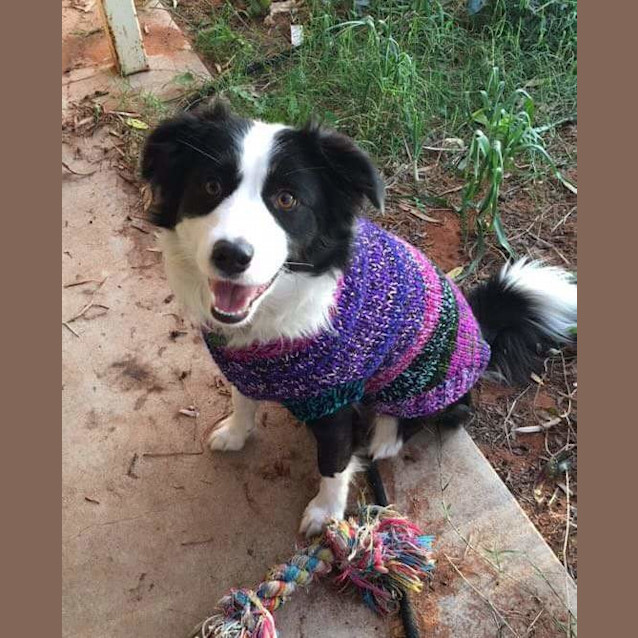 Photo of Molly *On Trial In Her New Home*