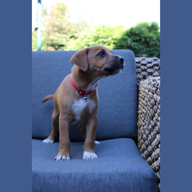 Photo of Rusty