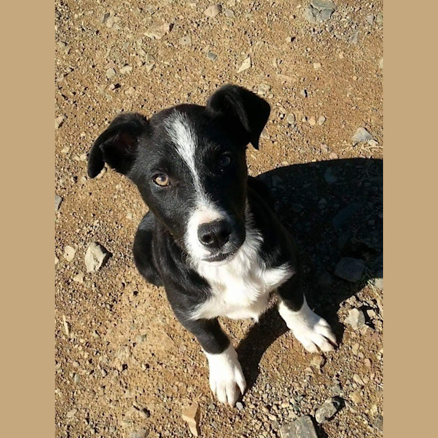Photo of Gidget