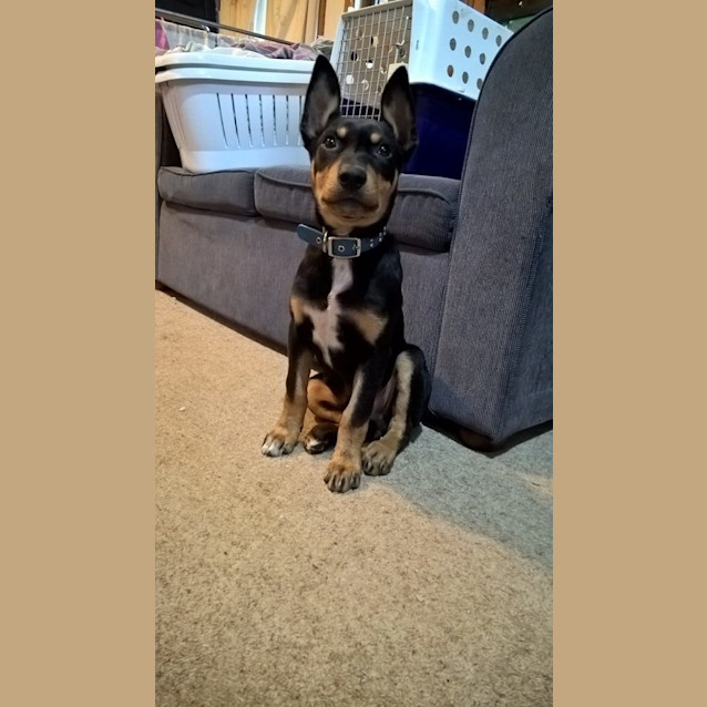 Photo of Zorro