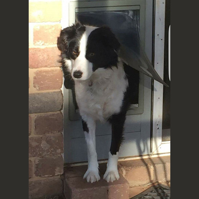 Photo of Molly *On Trial In Her New Home*