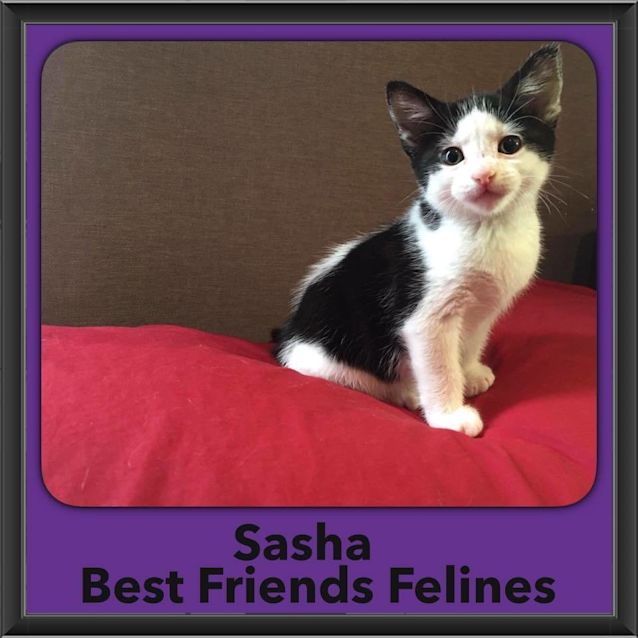 Photo of Sasha