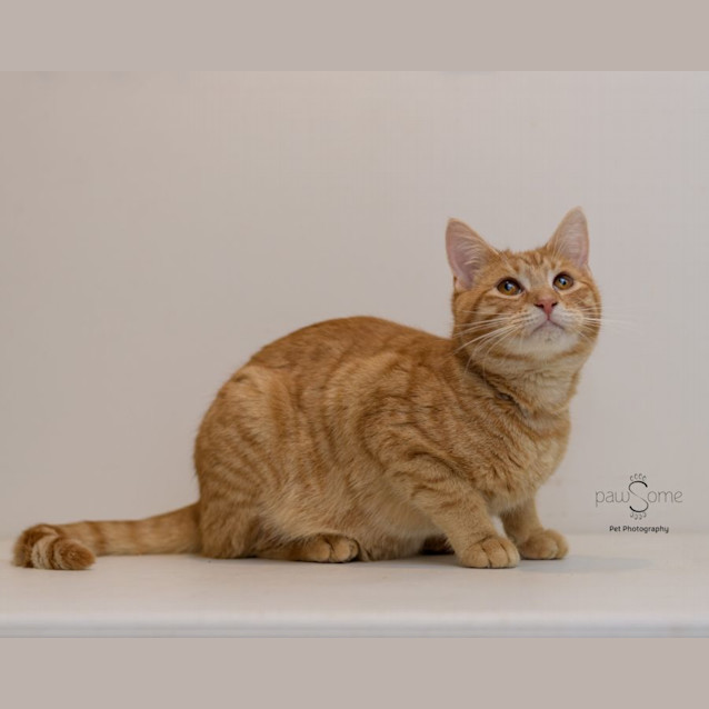 Photo of Ed **2nd Chance Cat Rescue**
