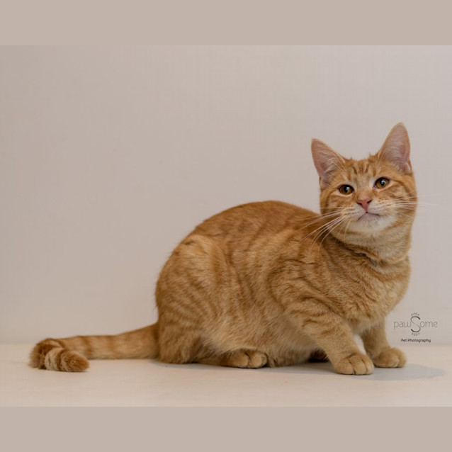 Photo of Ed **2nd Chance Cat Rescue**