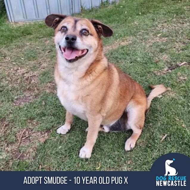 Photo of Smudge   10 Year Old Pug X (Trial 1/9/23)