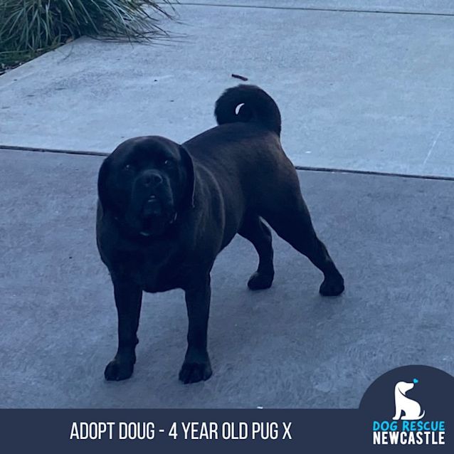 Photo of Doug   4 Year Old Pug X (Trial 1/9/23)