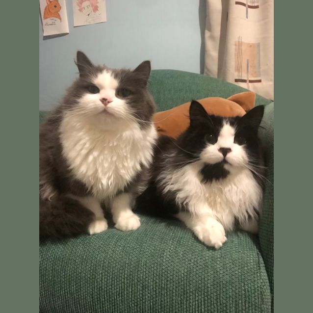 Photo of Lucy & Buster Boy