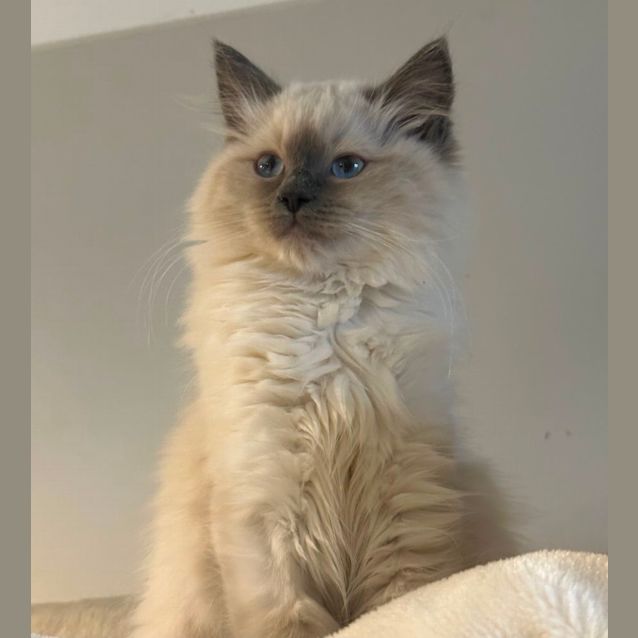 Photo of Bella 😻❤️