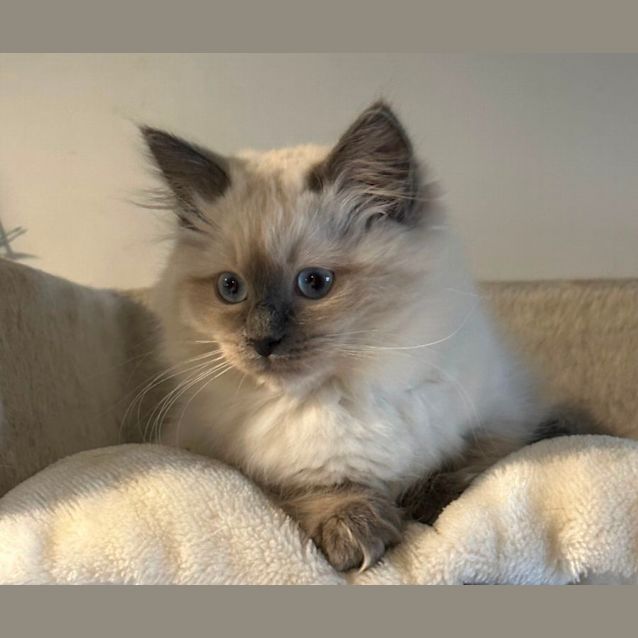 Photo of Bella 😻❤️