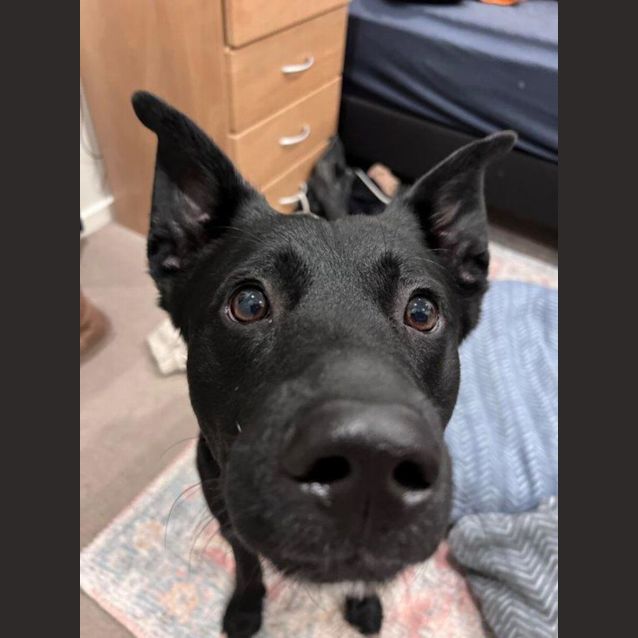 Photo of Omra   1.5 Year Old Blue Heeler X Labrador (Trial)