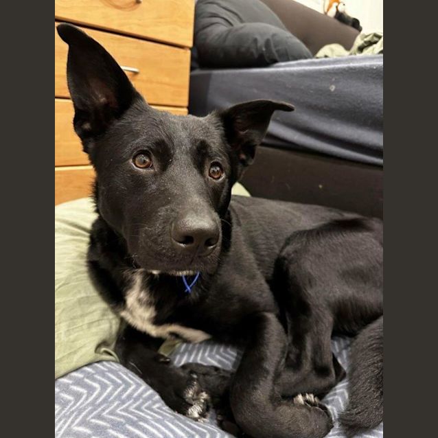 Photo of Omra   1.5 Year Old Blue Heeler X Labrador (Trial)