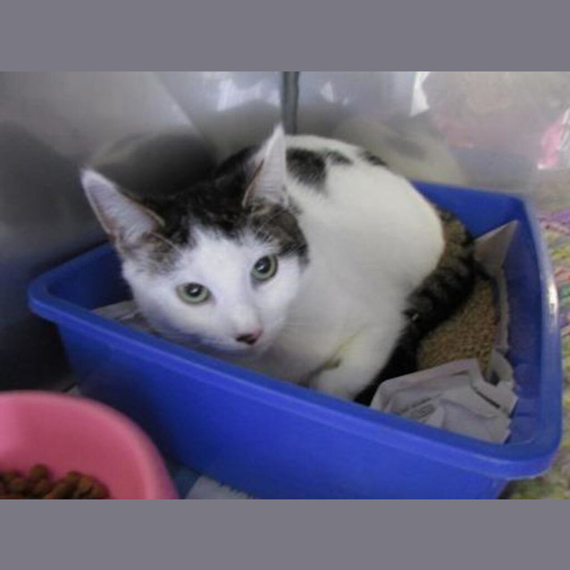 Photo of Cookie