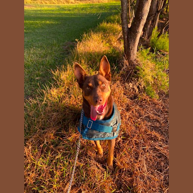 Photo of Ruby   3 Year Old Kelpie (Trial 18/8/23)