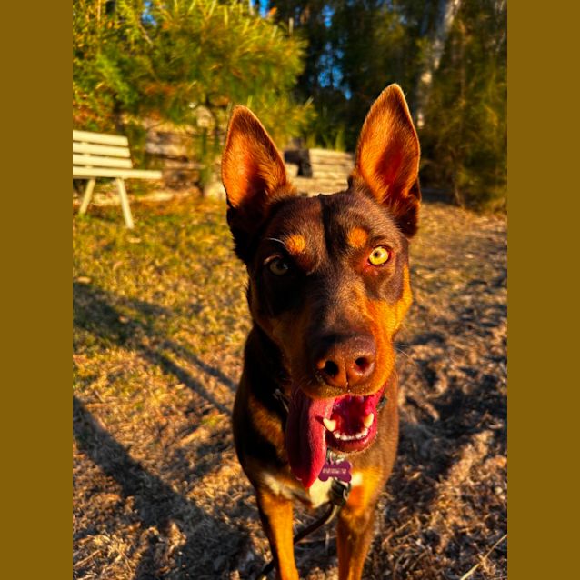 Photo of Ruby   3 Year Old Kelpie (Trial 18/8/23)