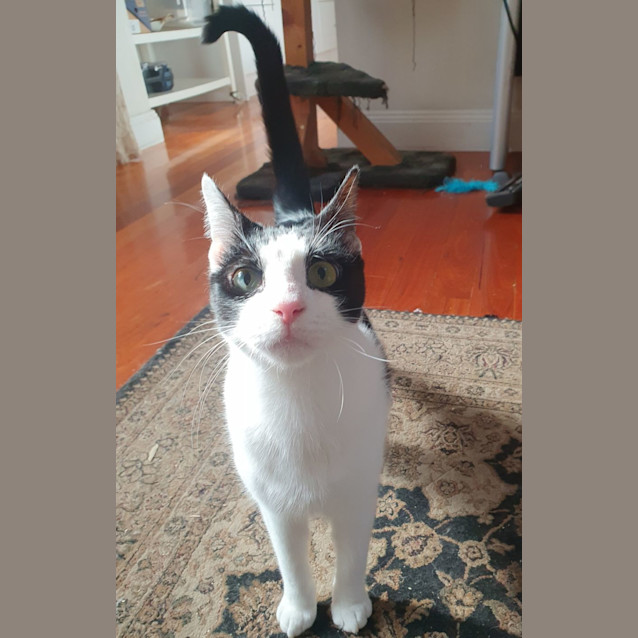 Photo of Pepe The Gentleman Bandit 