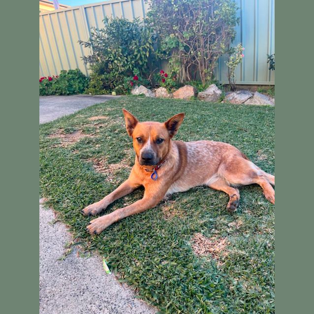 Photo of Tully   18 Month Old Cattle Dog (Trial)