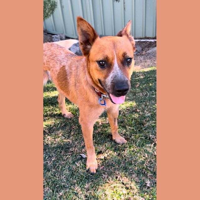Photo of Tully   18 Month Old Cattle Dog (Trial)