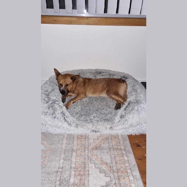 Photo of Tully   18 Month Old Cattle Dog (Trial)