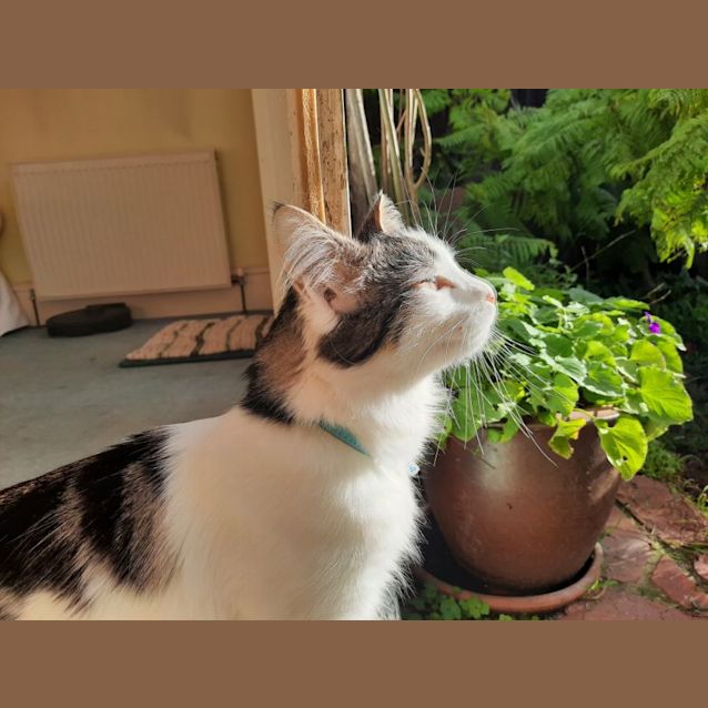 Photo of Nawa   Located In Albert Park