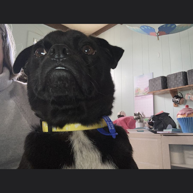Photo of Turbo 🥎 Pug X Jack Russell (On Trial)