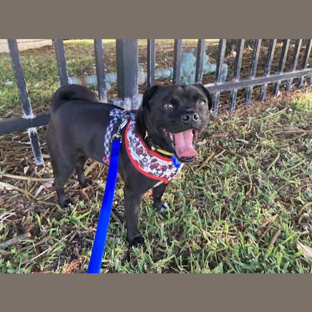 Photo of Turbo 🥎 Pug X Jack Russell (On Trial)