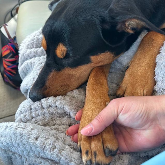 Photo of Playful Sweet Karlos 