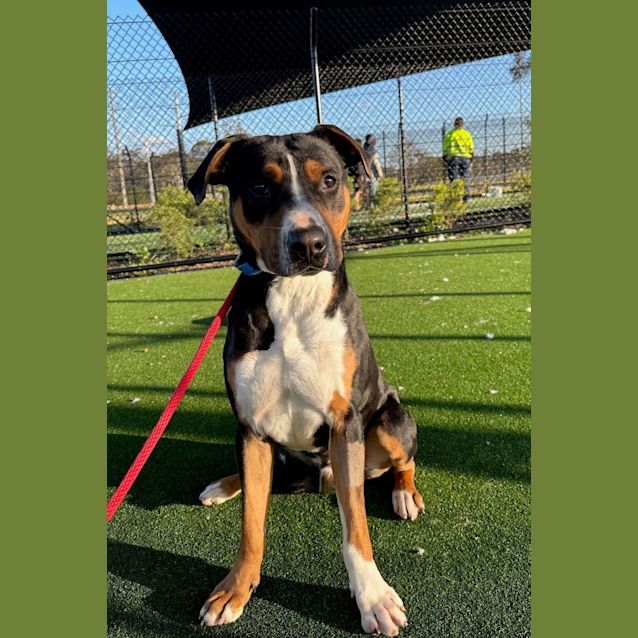 Photo of Bundy Imp 577