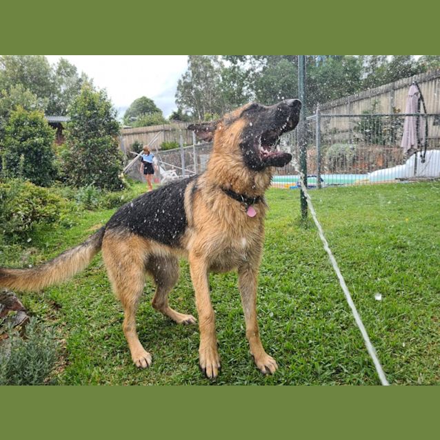 Photo of Bella   2 Year Old German Shepherd (Trial)