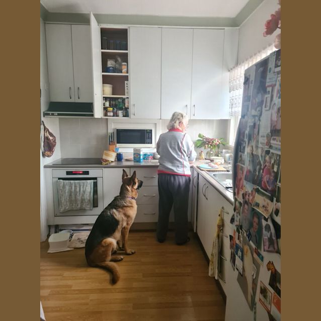 Photo of Bella   2 Year Old German Shepherd (Trial)