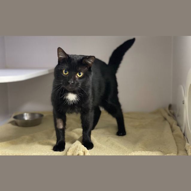 Photo of Shadow