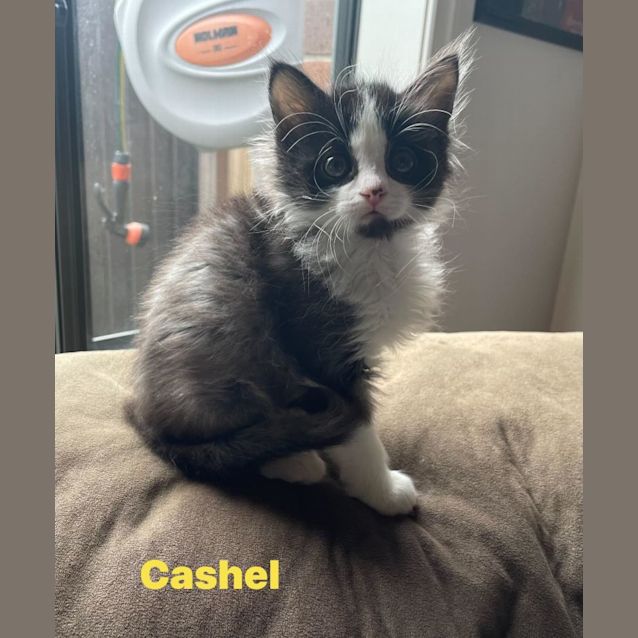 Photo of Cashel**2nd Chance Cat Rescue**