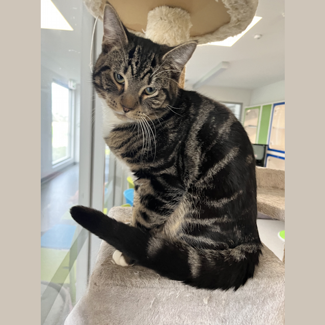 Photo of Tigger