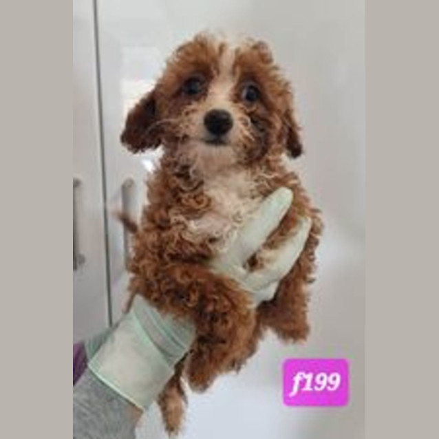 Photo of Puppy Zoe