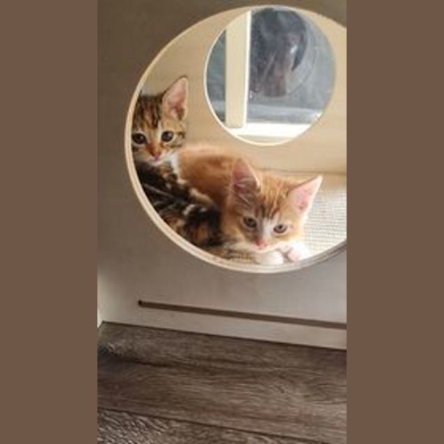 Photo of Pugsley**2nd Chance Cat Rescue**