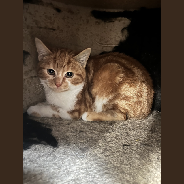 Photo of Archie