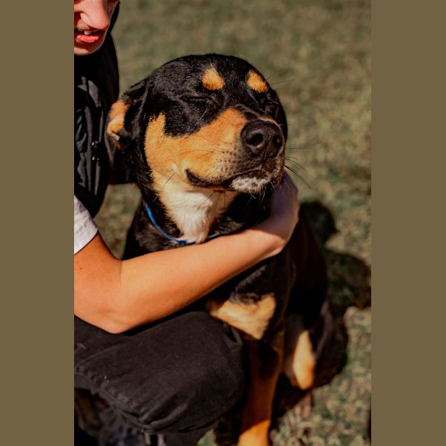 Photo of Chip Imp 580