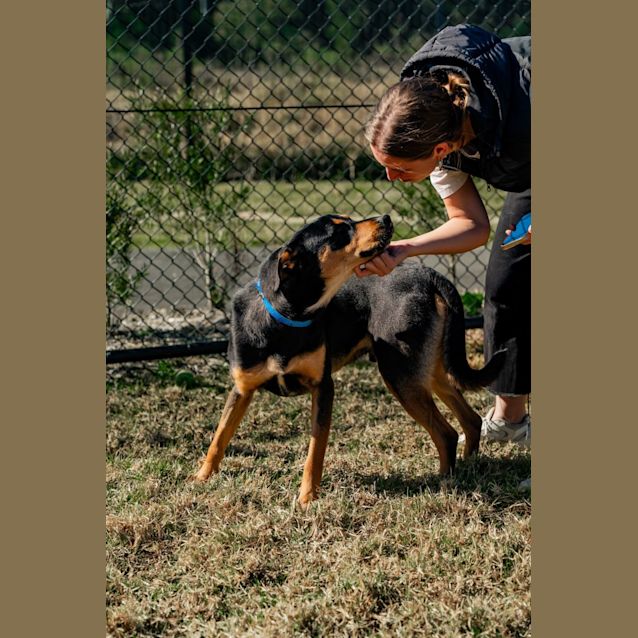 Photo of Chip Imp 580