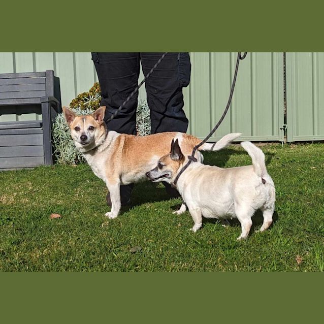 Photo of Roxy & Missy