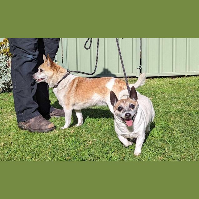 Photo of Roxy & Missy